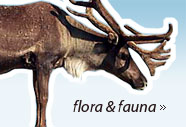 scandinavian mountains flora and fauna