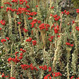 Red Soldier Lichen