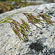 Alpine Hair-grass