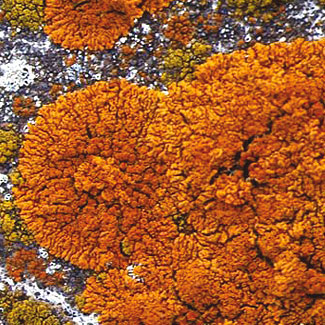 Sunburst Lichen