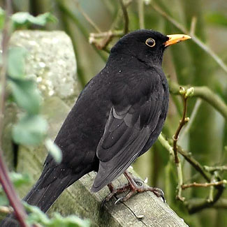 Blackbird