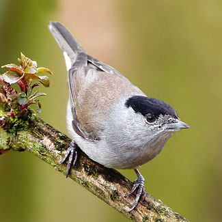 Blackcap