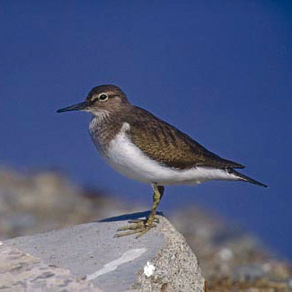 Common Sandpiper