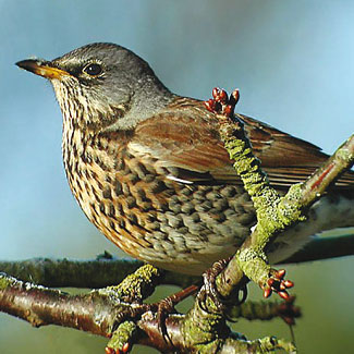 Fieldfare