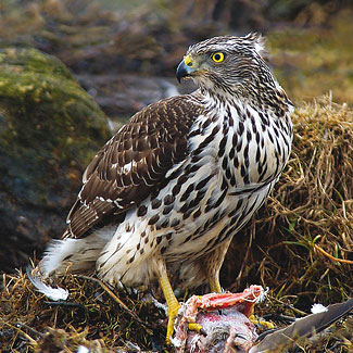Goshawk