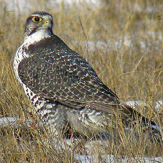 Gyrfalcon
