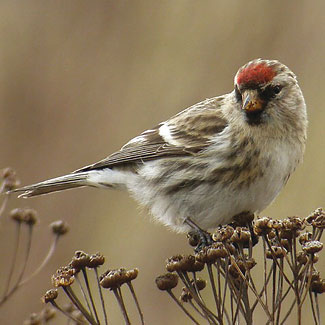 Redpoll