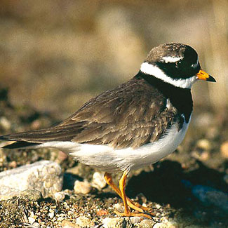 Ringed Plover