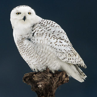 Snowy Owl