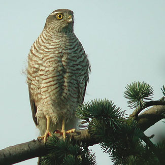 Sparrowhawk