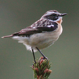 Whinchat