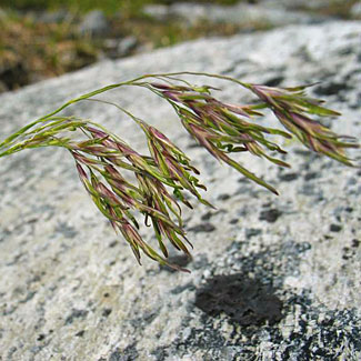 Alpine Hair-grass