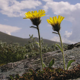 Alpine Hawkweed