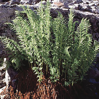 Alpine Lady Fern