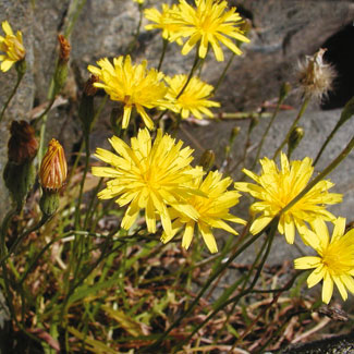 Autumn Hawkbit