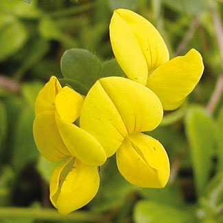 Birdsfoot Trefoil
