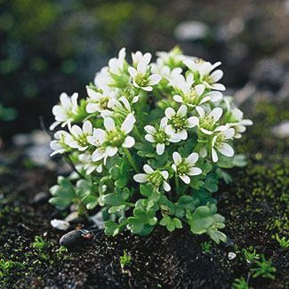 Brook Saxifrage