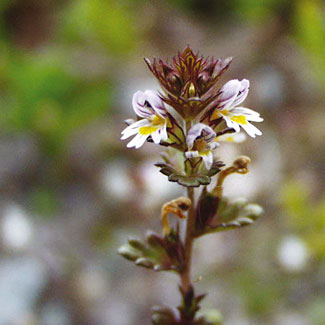 Cold Eyebright