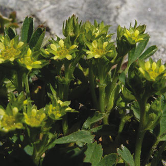 Creeping Sibbaldia