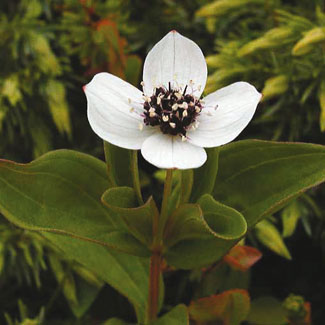 Dwarf Cornel