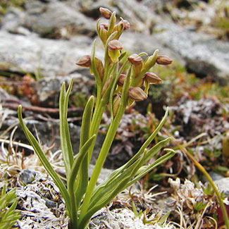 False Orchid