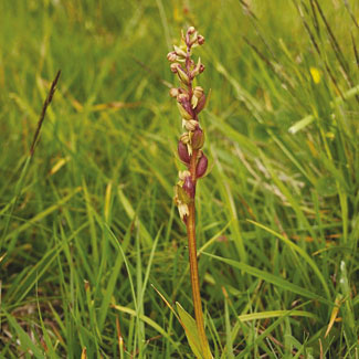 Frog Orchid
