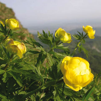 Globe Flower