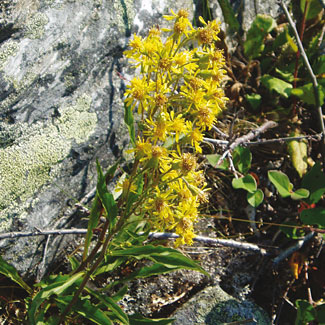Goldenrod