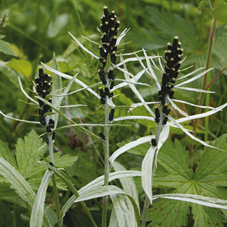 Highland Cudweed