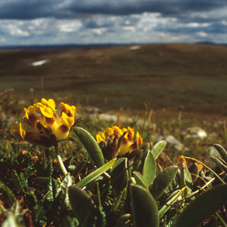 Kidney Vetch