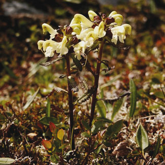 Lapland Lousewort