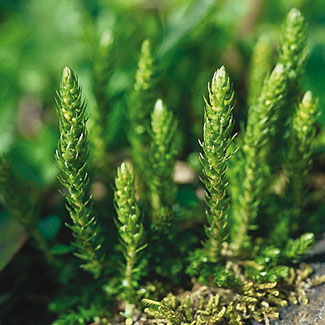Lesser Clubmoss