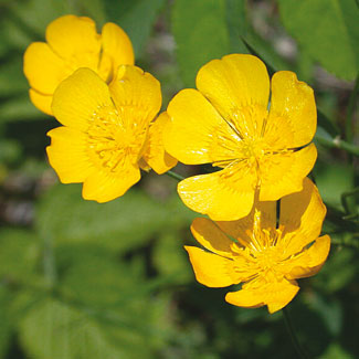 Meadow Buttercup