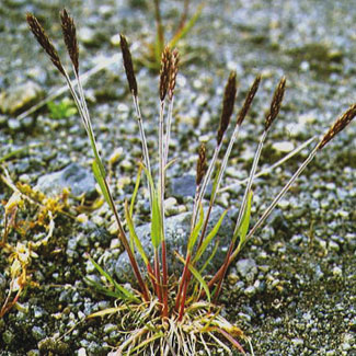 Northern Oat-grass