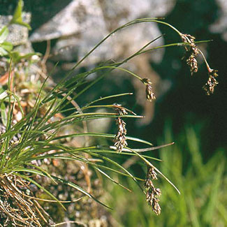 Spiked Wood-rush
