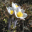 Spring Pasque Flower