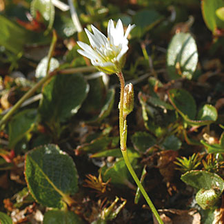 Starwort Mouse-ear