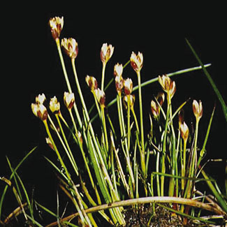 Three-flowered Rush