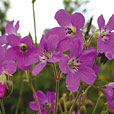 Purple Flowers & Plants