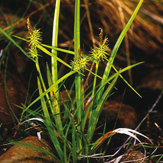 Yellow Sedge