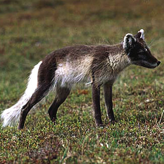 Arctic Fox 
