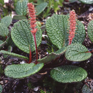 Net-leaved Willow